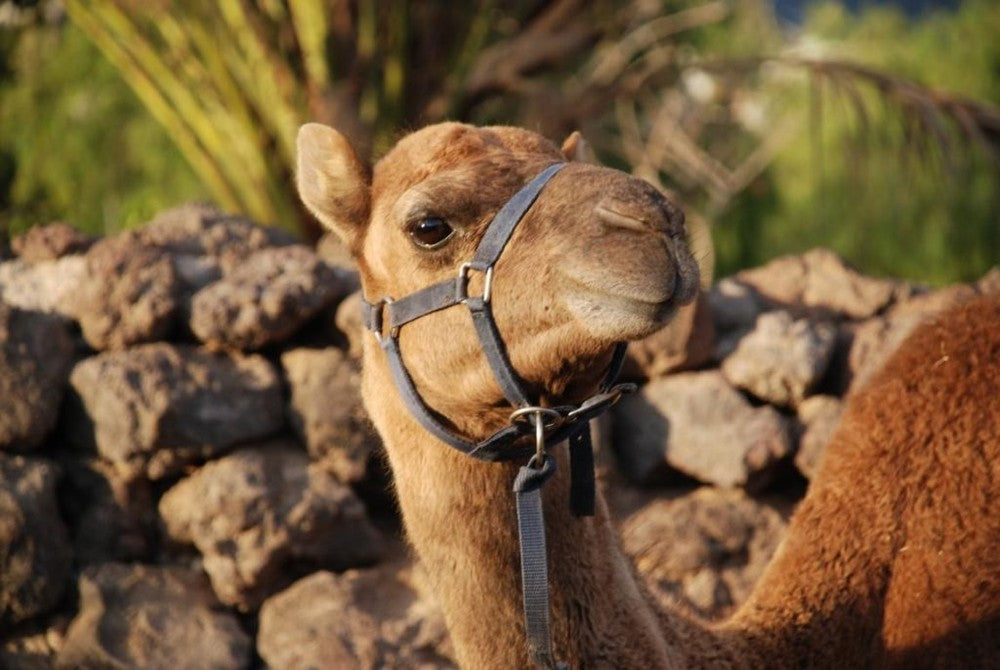 VIP camel ride with tour of the farm, aperitif and photos. Tenerife