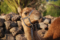 VIP camel ride with tour of the farm, aperitif and photos. Tenerife
